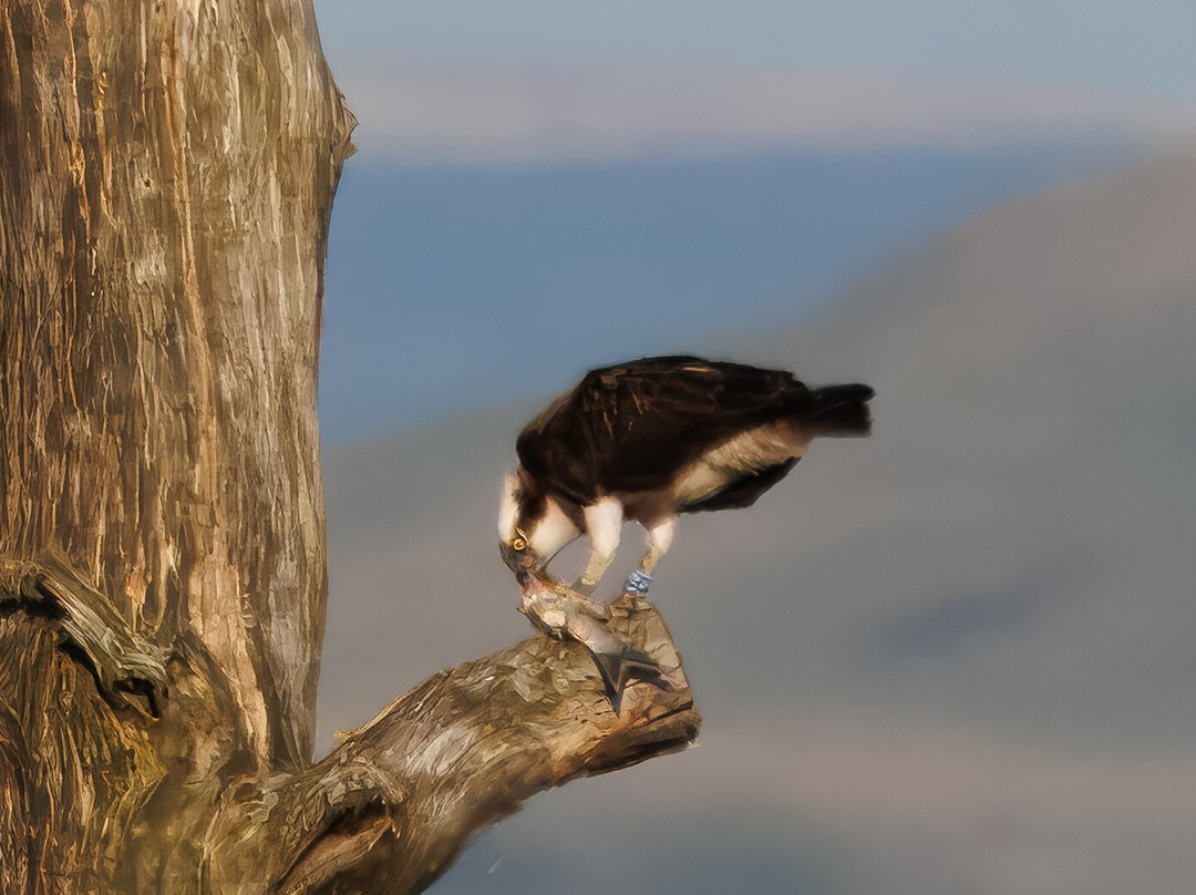 Foulshaw Moss Nature Reserve-肯德尔必去景点