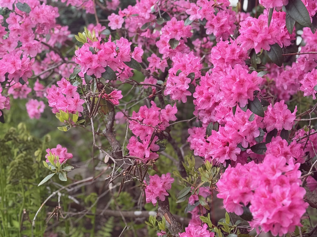 The Castine Inn主图