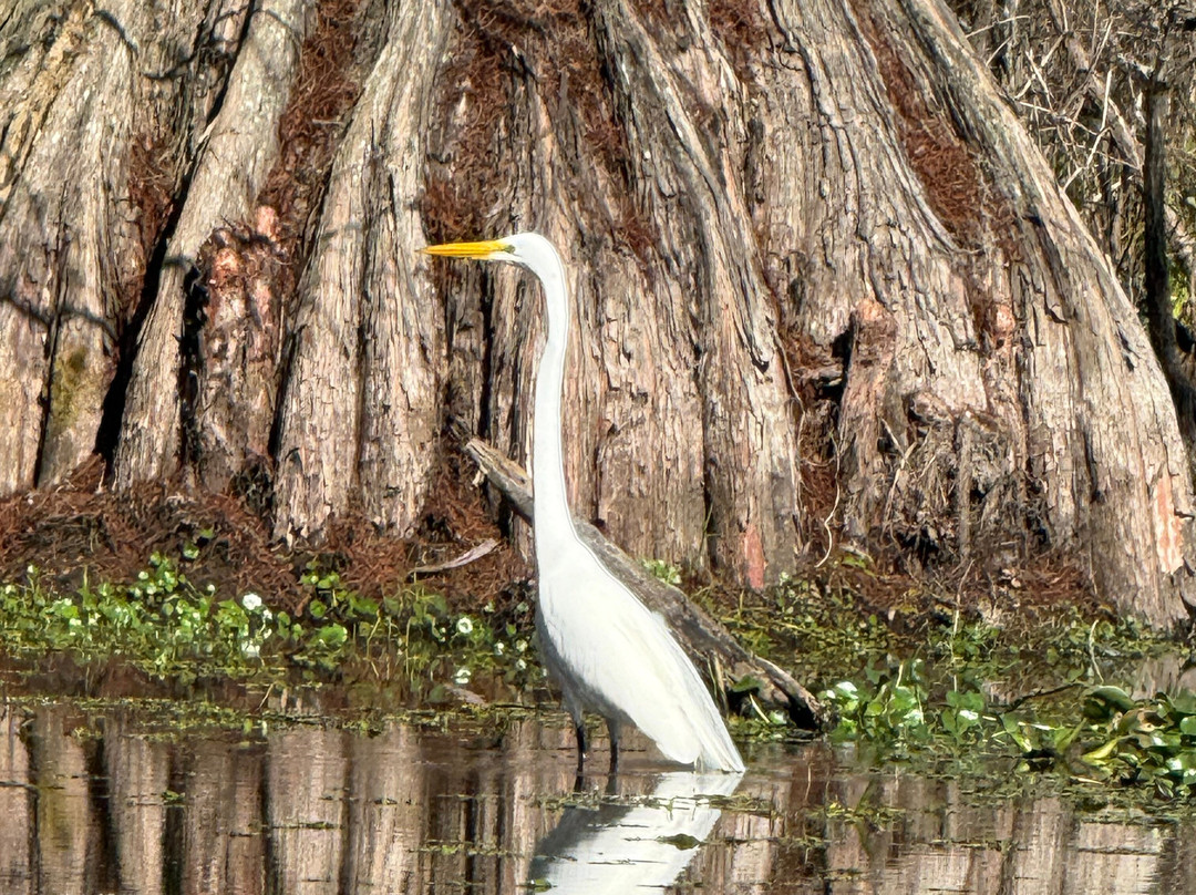 Champagne's Cajun Swamp Tours-布里奥克斯桥必去景点