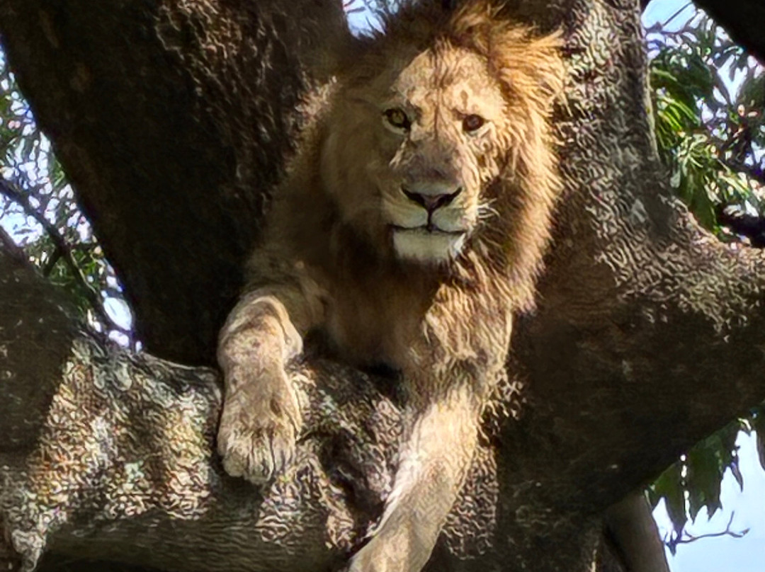 Wild Authentic Tanzania-阿鲁沙必去景点