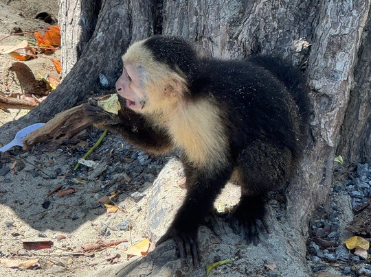 Royal Service Tours-利比里亚必去景点