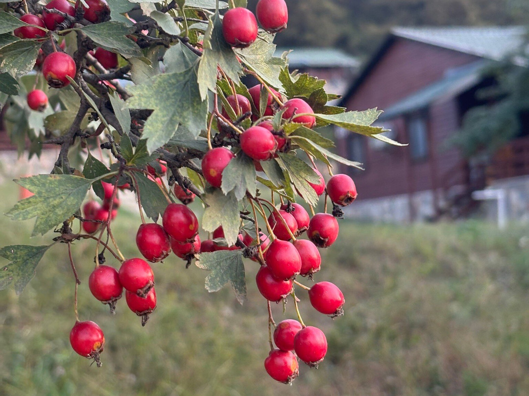 Deluxe Park Qusar Resort & Spa Hotel主图