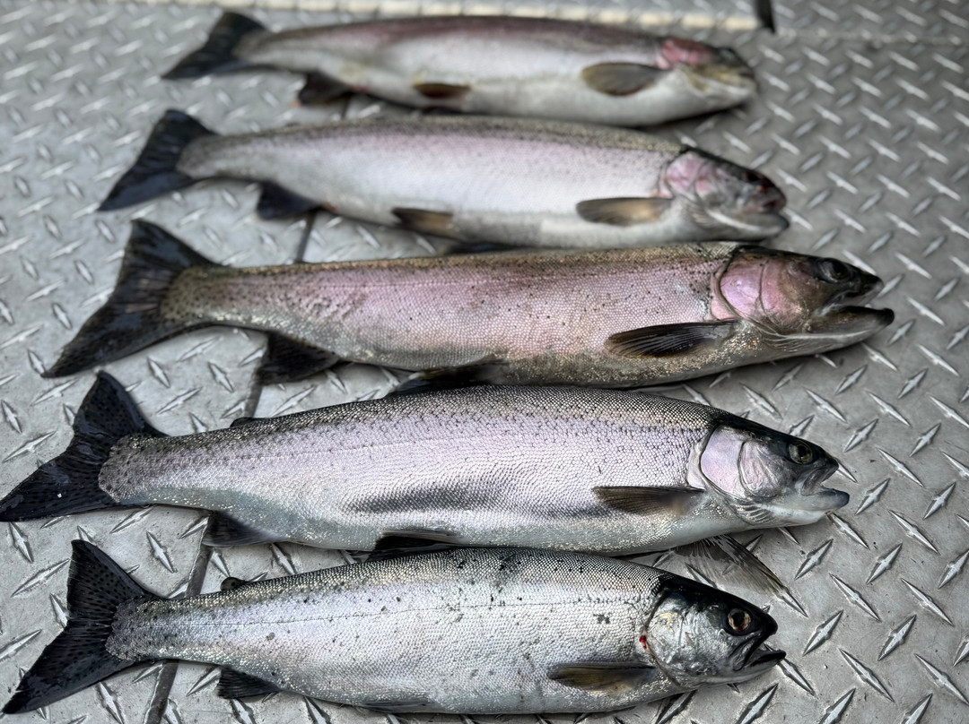 Reel Adventures Sportfishing-Nelson必去景点