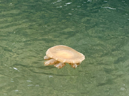 Curaçao Rif Mangrove Park-威廉斯塔德必去景点
