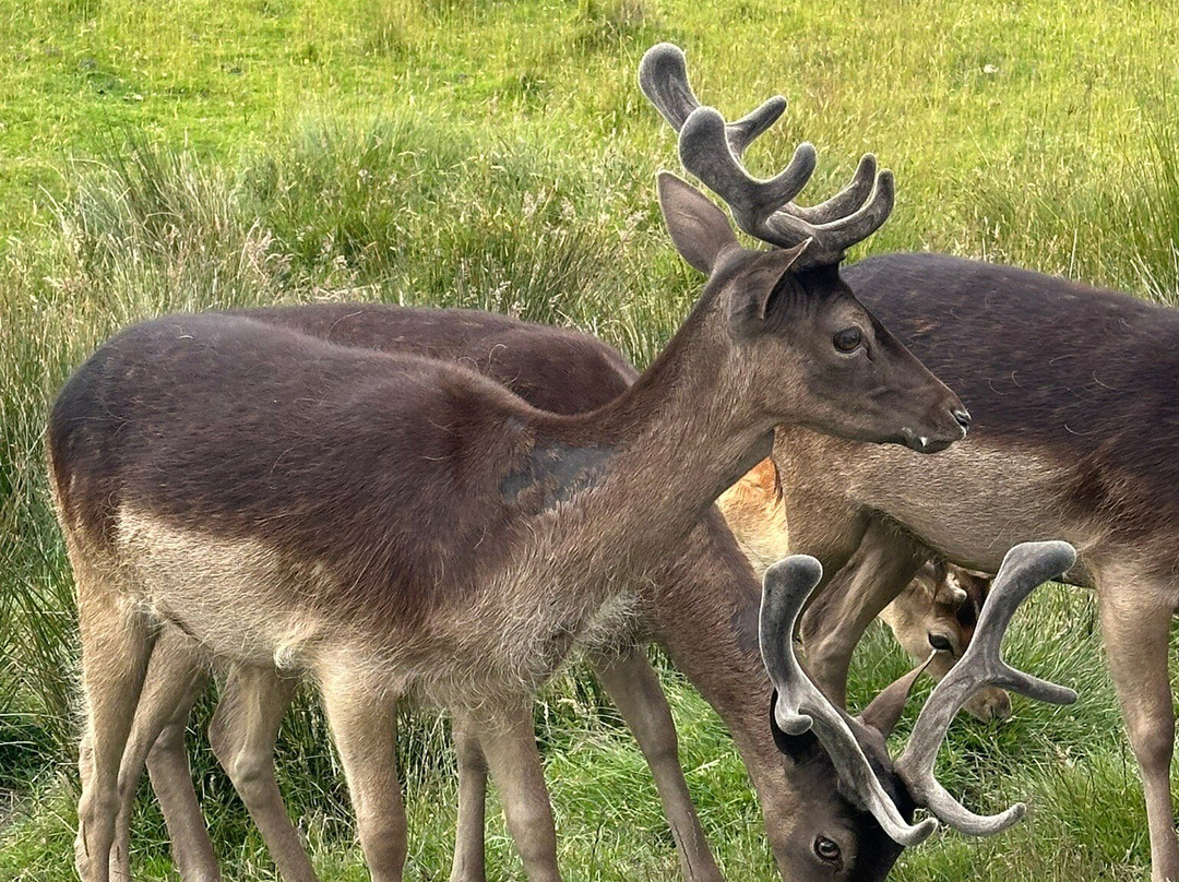 Deer Park Heights-皇后镇必去景点