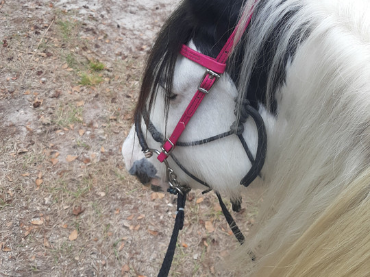 C Ponies Beach Horseback Rides-布雷登顿必去景点
