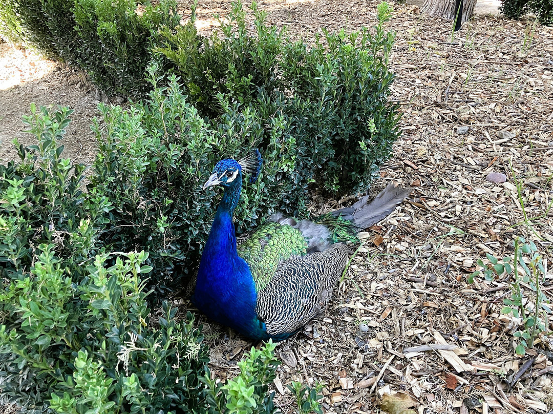 Palace of Moon-like Stars (Sitorai-Mokhi-Khosa)-布哈拉必去景点