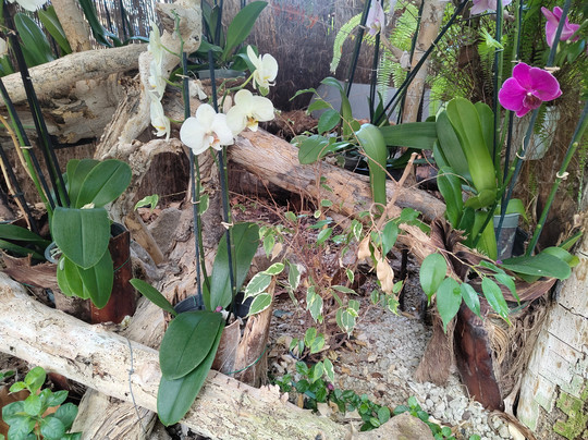 Jardin de Orquideas de Sitio Litre-德拉克鲁兹索尔港必去景点
