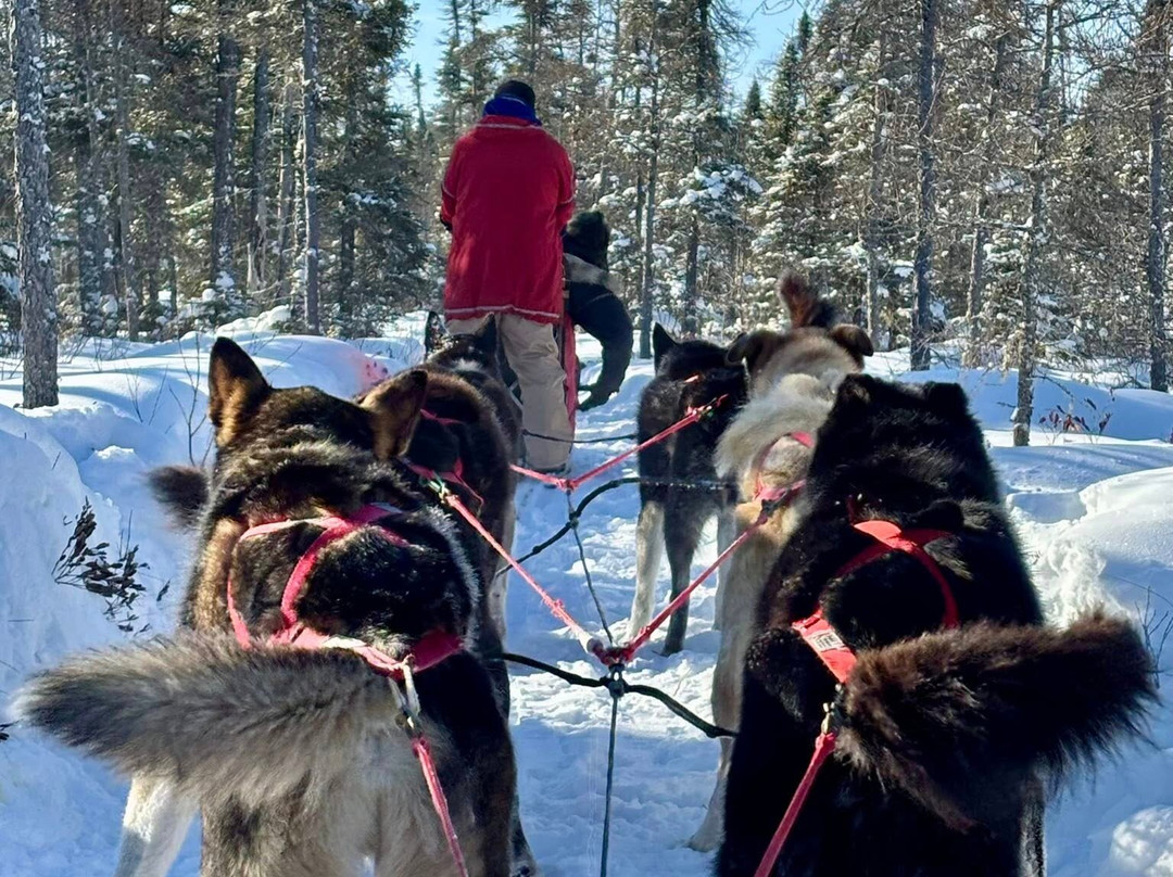 Chilly Dogs Sled Dog Trips-伊利必去景点