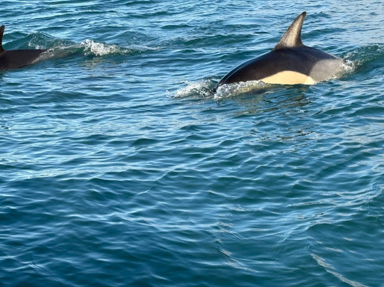 St Ives Boats Dolly P-圣艾维斯必去景点