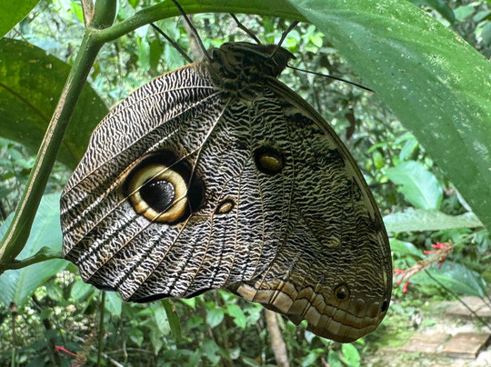 Iquitos Jungle Travel-伊基托斯必去景点