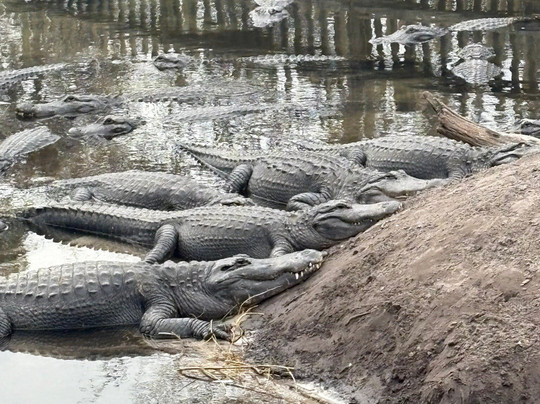 St. Augustine Alligator Farm Zoological Park-圣奥古斯丁必去景点