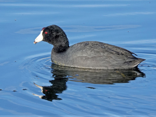 Twin Lakes Golf Course-Willcox必去景点