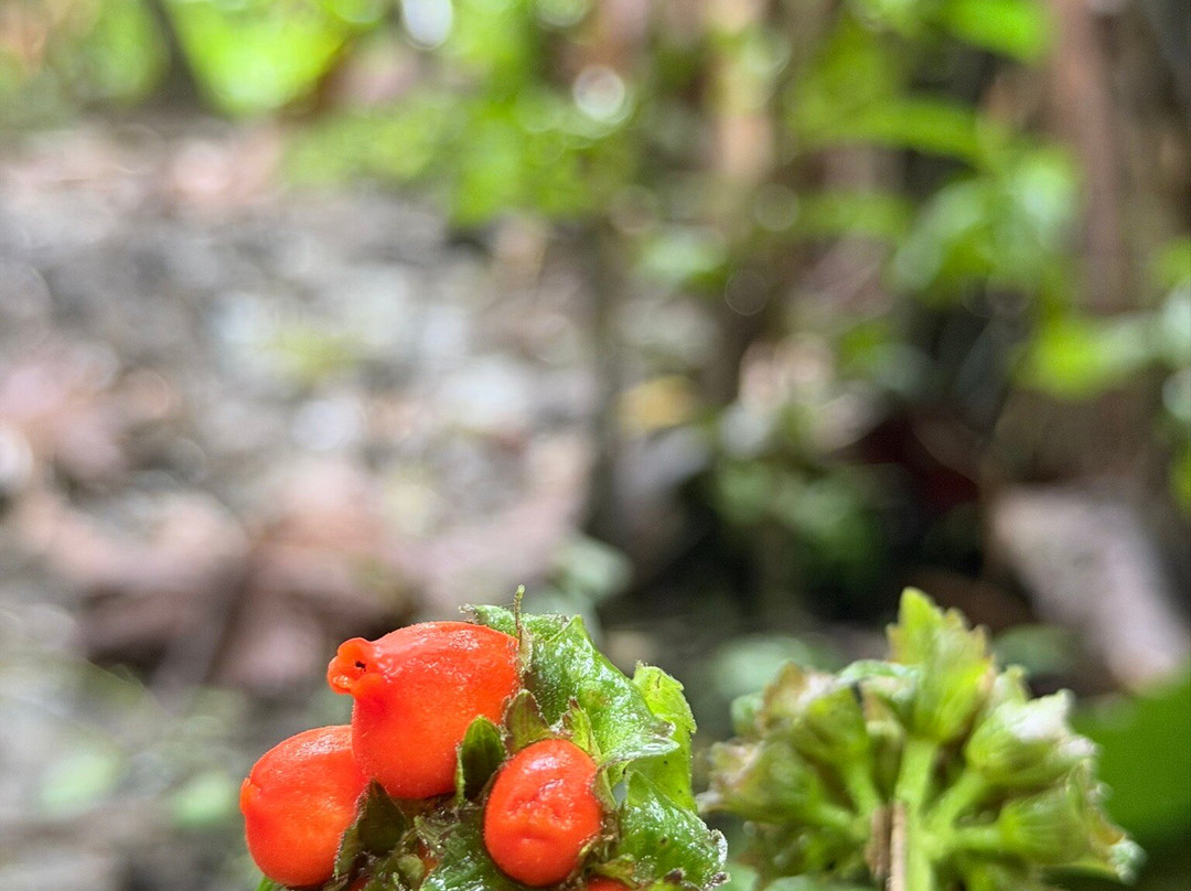 Pajaritos Agami Lodge-Loreto必去景点
