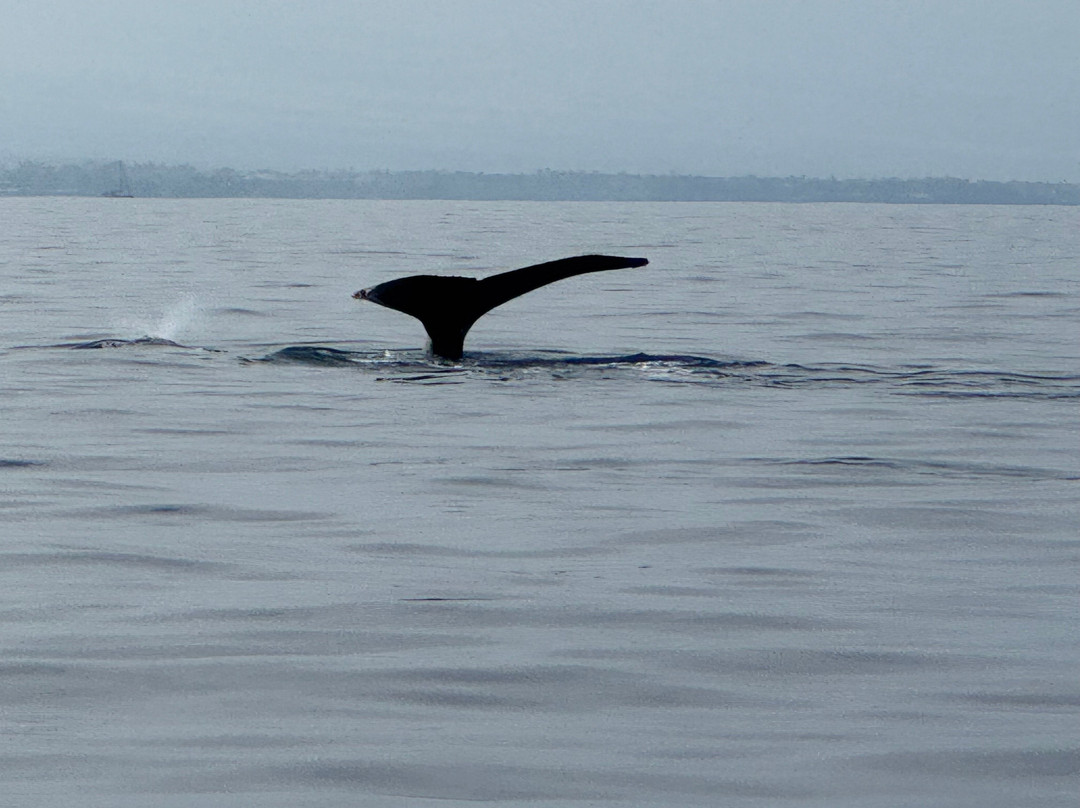 Da Whale Boat: Big Island Humpback Adventures-卡威哈也必去景点