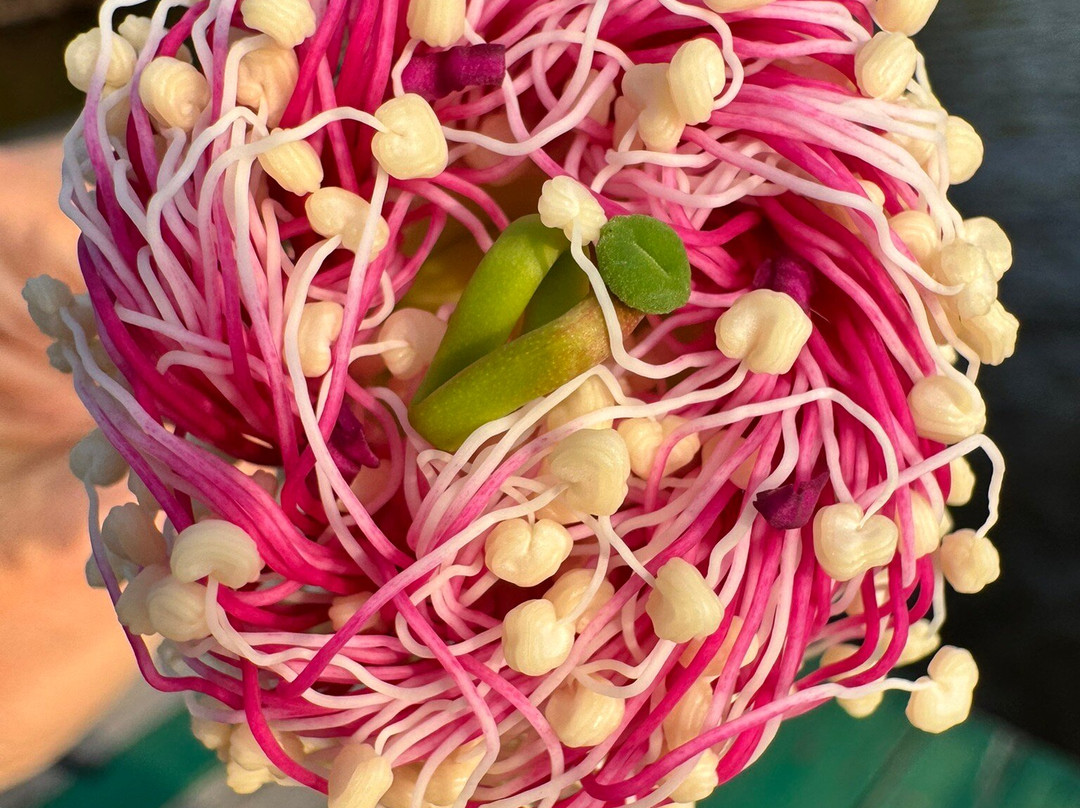 Mirissa Eco Lagoon Safari-美蕊沙必去景点