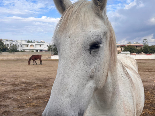 Erika's Horse Farm Kos-Marmari必去景点