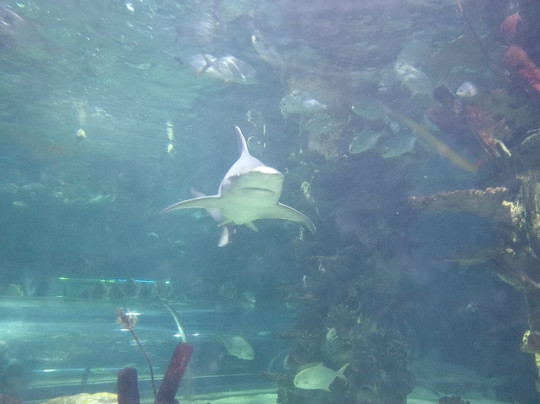 Tropicarium-Oceanárium-布达佩斯必去景点