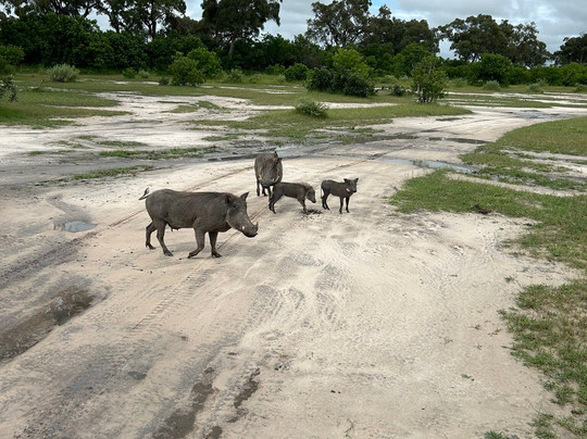 Khwai Guest House主图