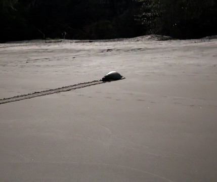 Iguana Surf-塔马林多必去景点