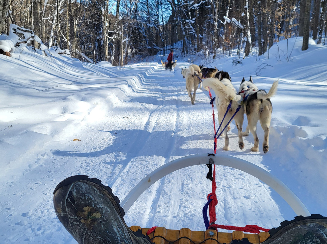 Winterdance Dogsled Tours-Haliburton必去景点
