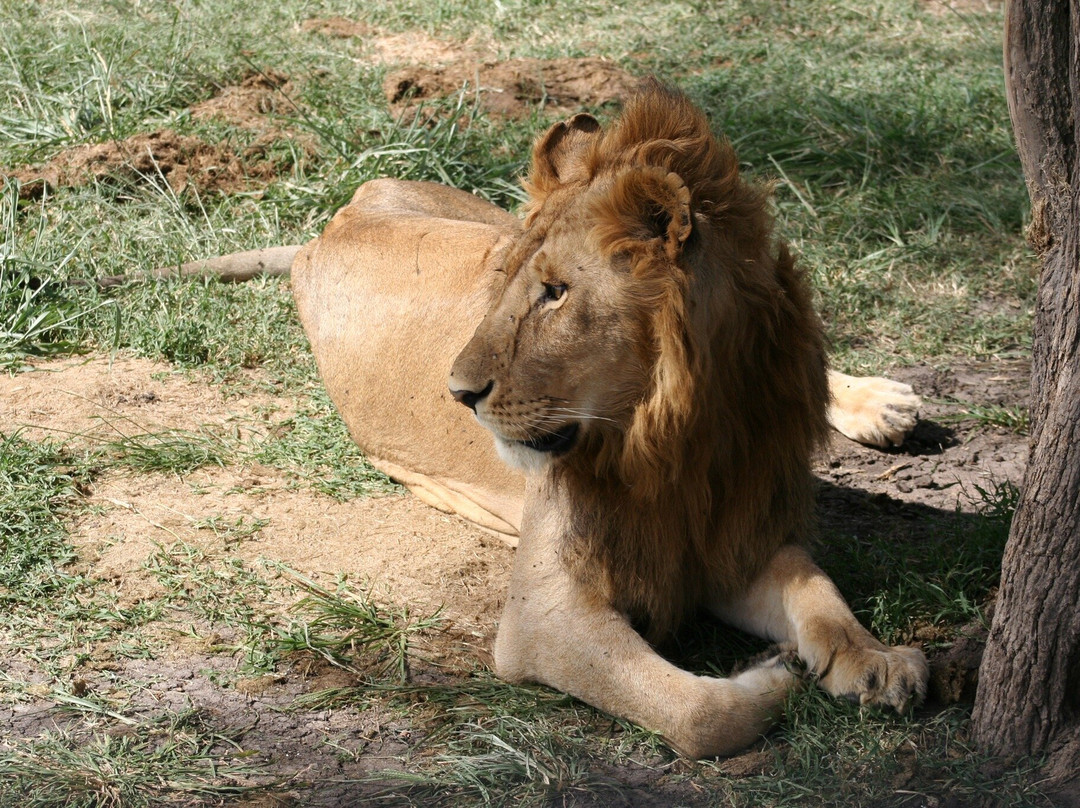 Spirit of Kenya-内罗毕必去景点