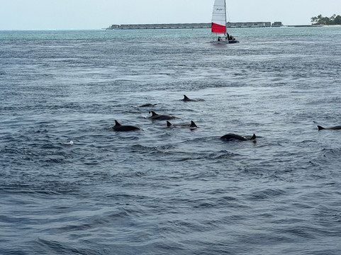 Euro-Divers Meeru-蜜月岛必去景点