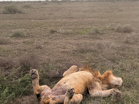 Safari360-莫西必去景点