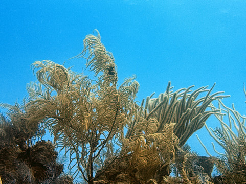 Blue Water Divers-Cockburn Town必去景点