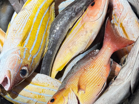 Kinan Beach Club-Fulidhoo必去景点