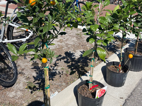 Corey Avenue Sunday Market-圣彼得海滩必去景点