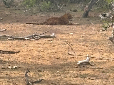 Sudu Yala Tusker Safari-蒂瑟默哈拉默必去景点