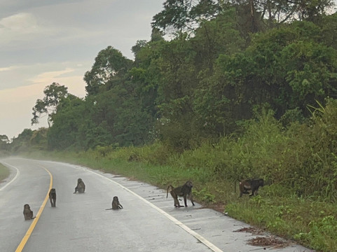 Walters Tours Uganda-坎帕拉必去景点