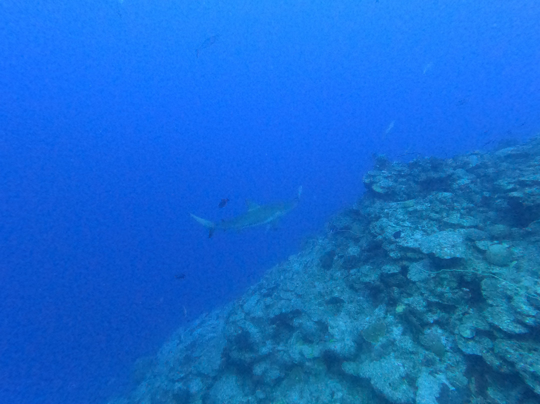 Aqua TCI-普罗维登西亚莱斯必去景点