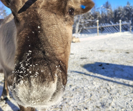 Northern Lights Park-罗瓦涅米必去景点