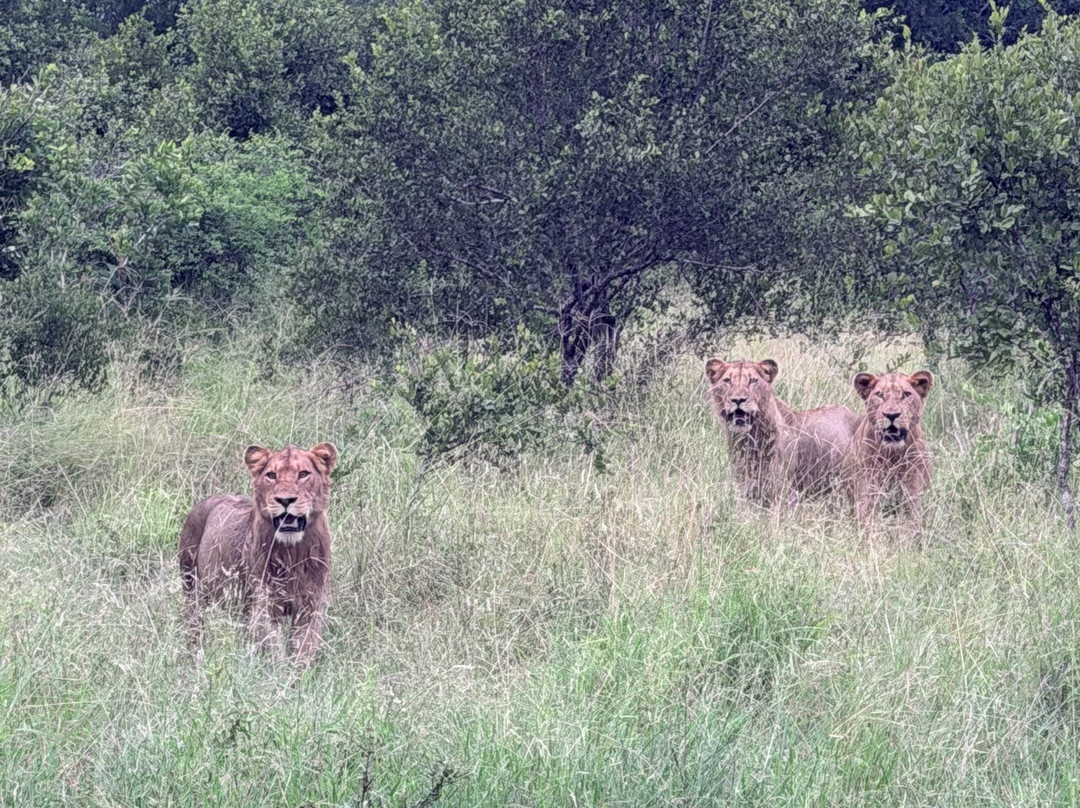 Wild Eye-弗维斯必去景点