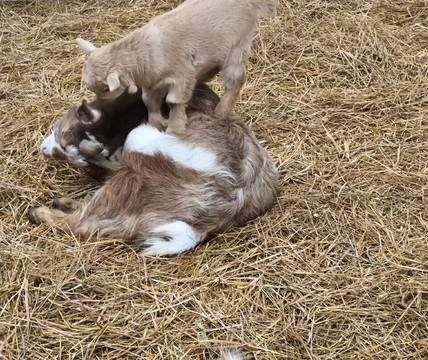 Hall Hill Farm-达勒姆必去景点