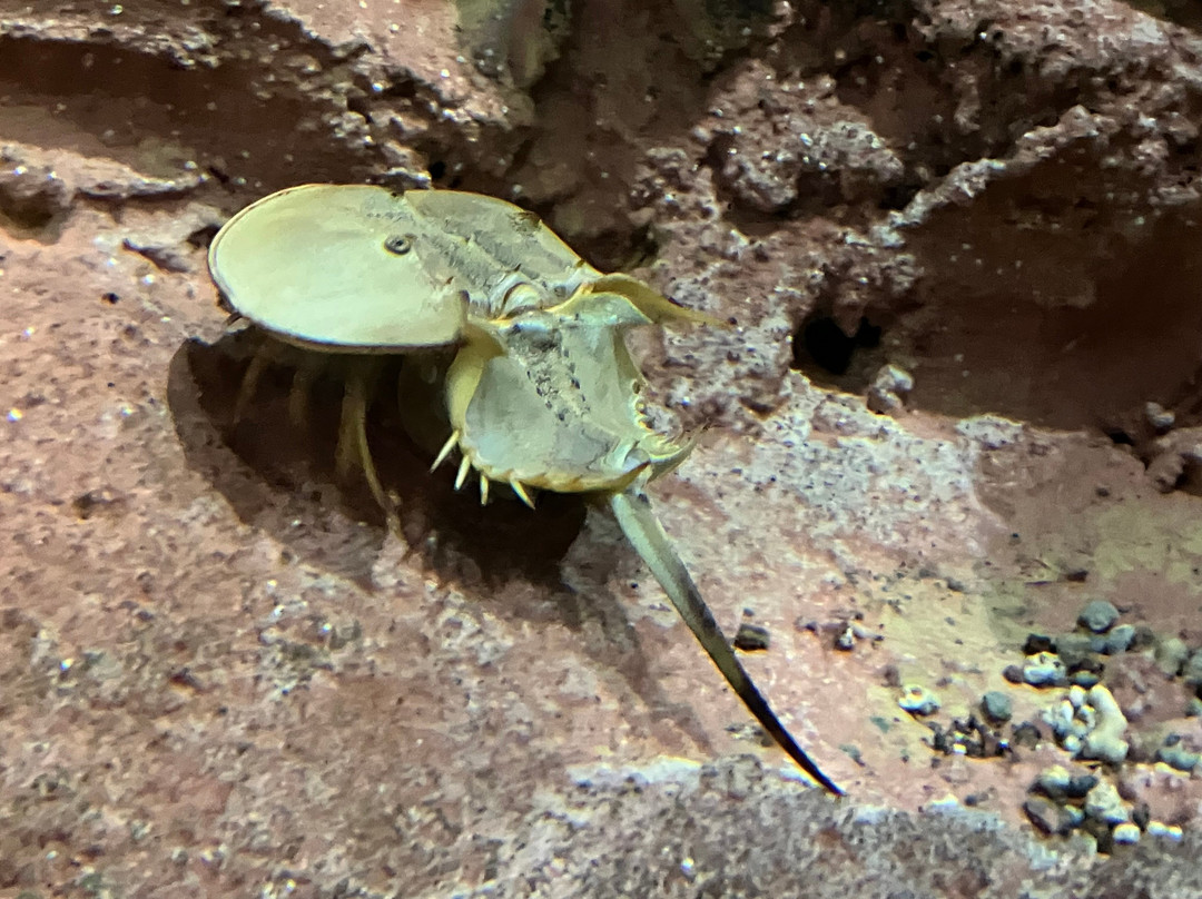 Lanzarote Aquarium-科斯塔特吉塞必去景点
