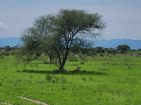 Altezza Travel-莫西必去景点