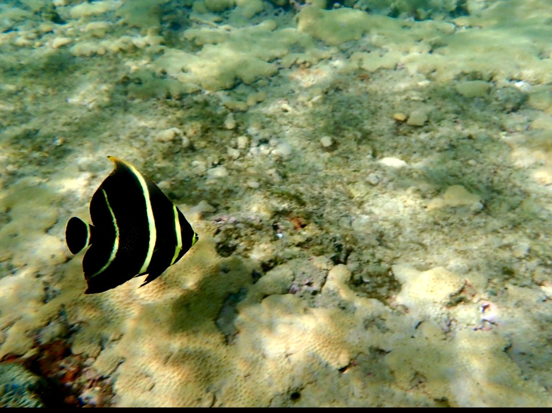 Snorkel Tobago-克朗波因特必去景点