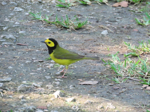 Quintana Neotropical Bird Sanctuary-Quintana必去景点