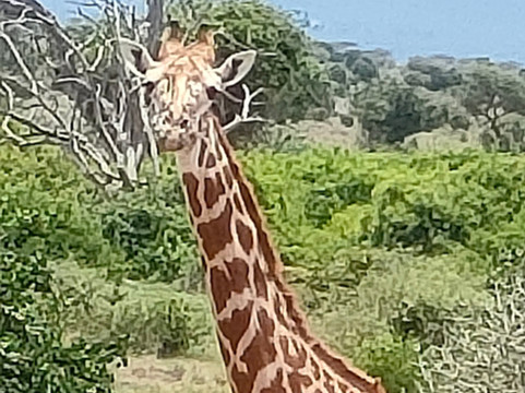 Safari In Kenya Con Samba-瓦塔木必去景点