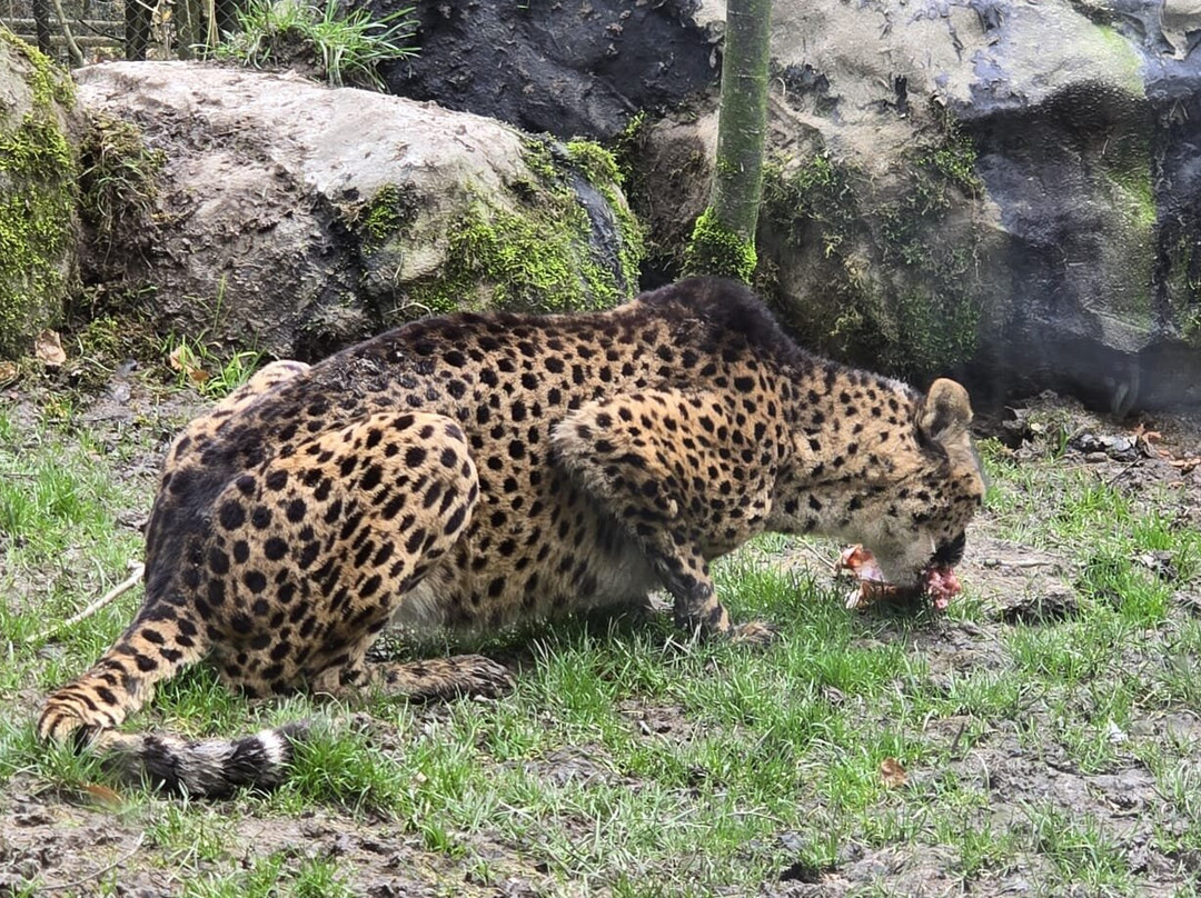 Exmoor Zoo-巴恩斯特珀尔必去景点