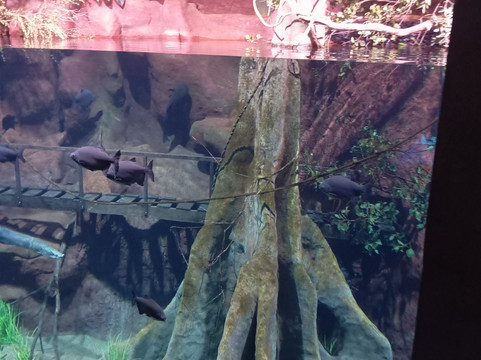 AquaFoz-伊瓜苏必去景点