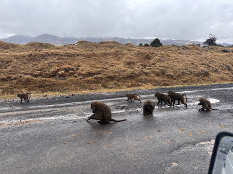 Bale Mountains Trekking Tours-Bale Robe必去景点