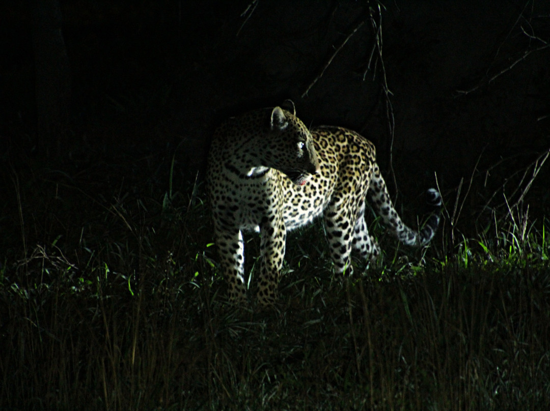 Wild Expeditions Uganda-恩德培必去景点