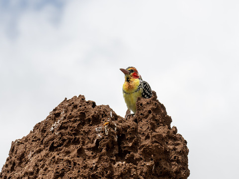 Kiliclimb Africa Safaris-阿鲁沙必去景点