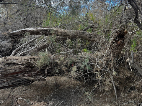 Parque Tony Gallardo-马斯帕洛马斯必去景点