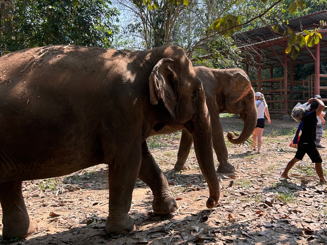 Elephant Haven-柿约必去景点