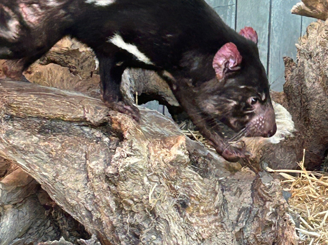 Sydney Zoo-布莱克敦必去景点